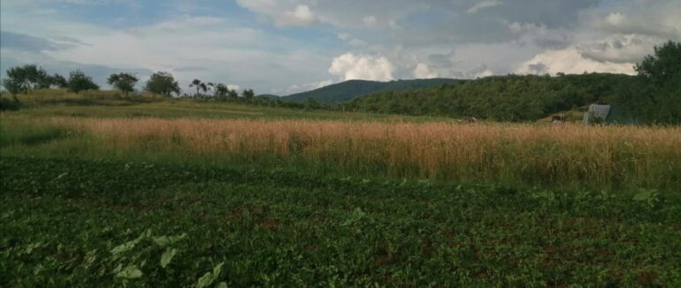 Збір урожаю в розпалі: особливості догляду та зберігання картоплі