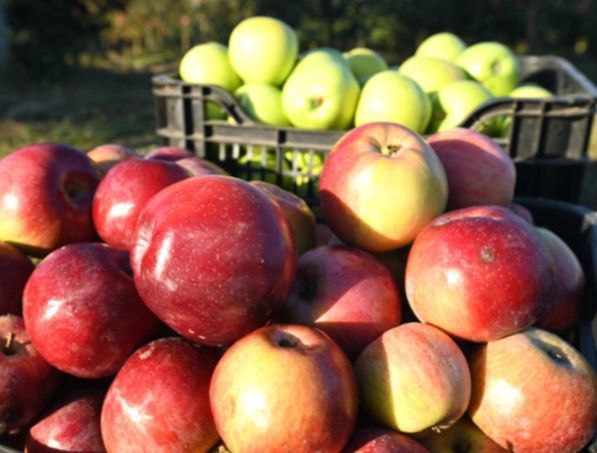 Яку користь для здоров’я приносять яблука