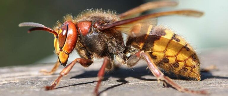 На Виноградівщині після укусу шершня помер чоловік