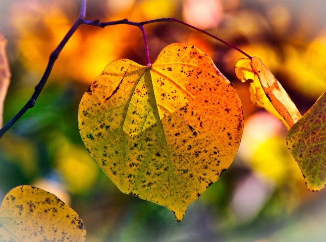 Якою буде погода сьогодні та на вихідні у Закарпатській області