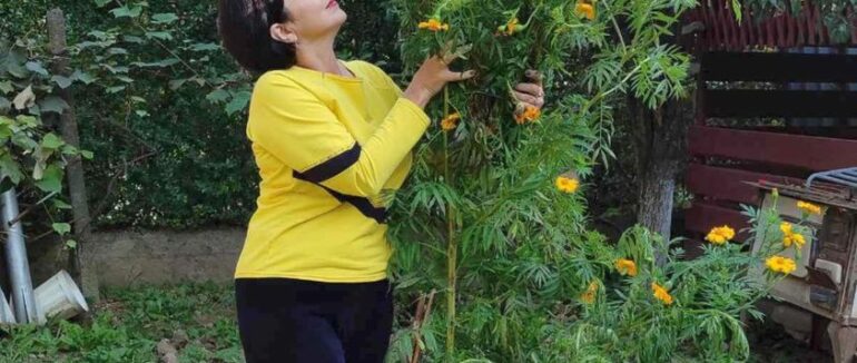 Потрапила до Книги рекордів: закарпатка виростила чорнобривці заввишки понад 2 метри