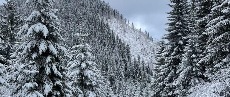 Сніжна погода перетнула кордон: Закарпаття вже вкрило снігом