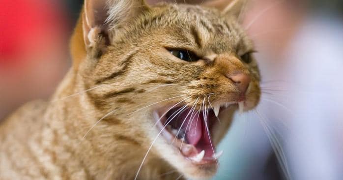 Безпритульний кіт, якого на вулиці підібрала небайдужа ужгородка, загинув від сказу