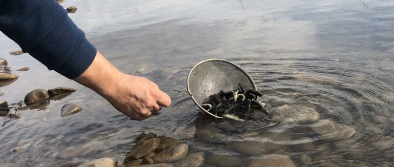 В річки Тиса та Ріка біля с. Крива Хустського району випустили понад 2 200 екземпляр струмкової форелі