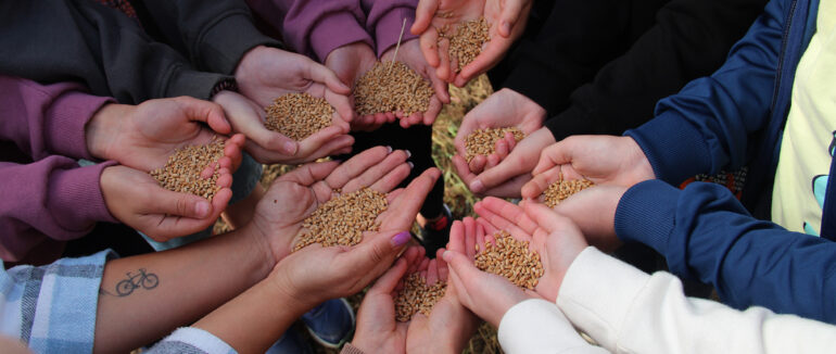 На Закарпатті розпочали цікавий експеримент: діти рік “вирощуватимуть” хліб