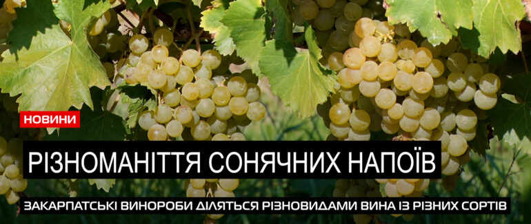Сонячні напої Закарпаття: близько сотні виноробів виготовляють закарпатські вина (ВІДЕО)