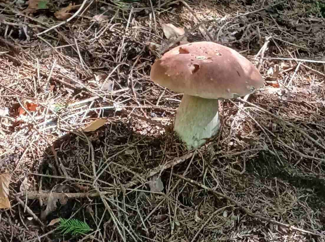 У нацпарку «Синевир» кажуть про неймовірний грибний сезон цього року