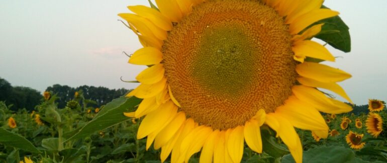 насіння соняшника технологія Евролайтінг: особливості, переваги