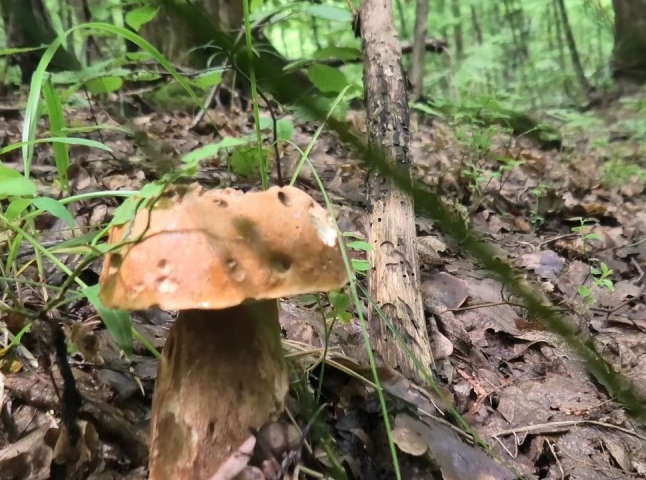 На Закарпатті шукають жінку, яка пішла по гриби й заблукала
