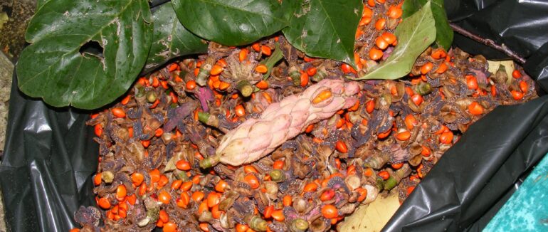 Насіння магнолії збирають у ботсаду в Ужгороді