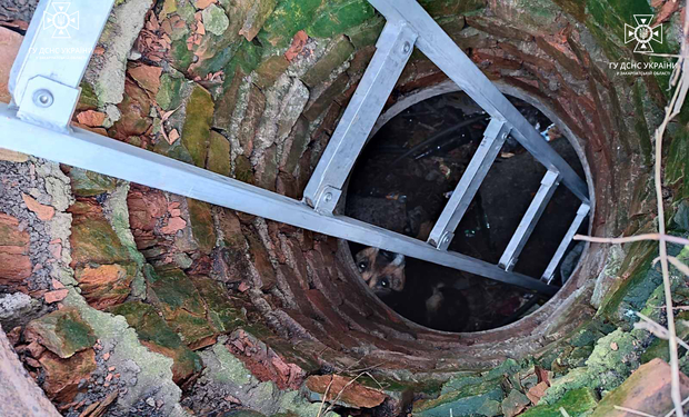 Через стрес ледь не покусав своїх рятівників: у Сваляві витягли пса з каналізаційної шахти