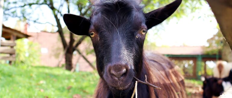 Які тварини живуть в Ужгородському скансені