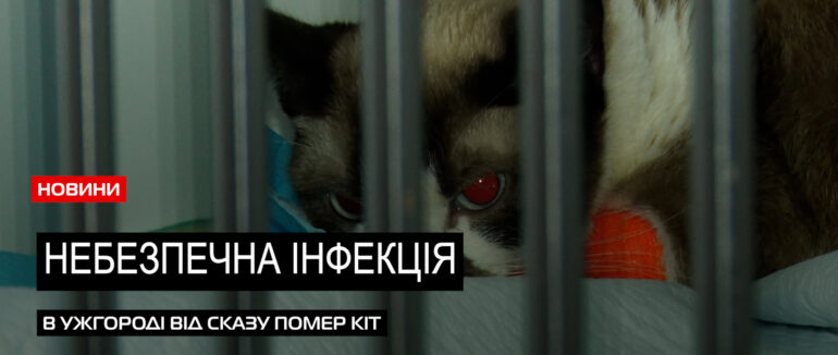 Обережно – сказ: від небезпечного інфекційного захворювання в Ужгороді померла тварина (ВІДЕО)