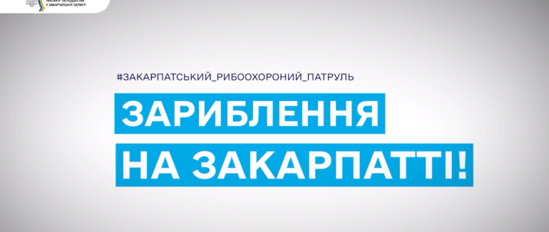 Зариблення на Закарпатті: з початку року вселено більше 167 тисяч екземплярів водних біоресурсів  (ВІДЕО)