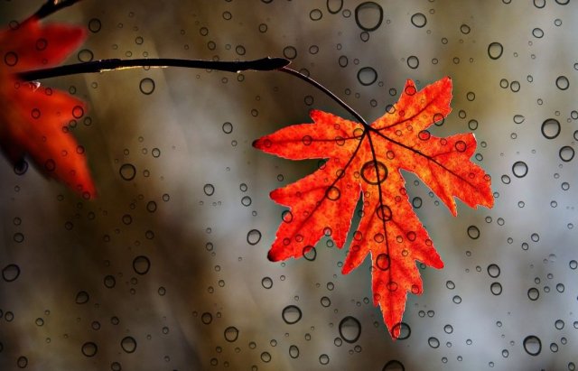 Прохолодно та дощитиме: яку погоду очікувати закарпатцям цього тижня?