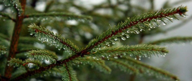 Якою буде погода у перший день січня