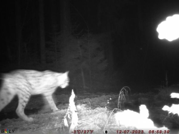 Прикордонники застерігають про небезпеку диких тварин у Карпатах