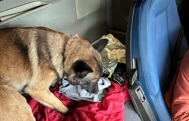 Пес винюхав наркотики у вантажівці на кордоні на Закарпатті