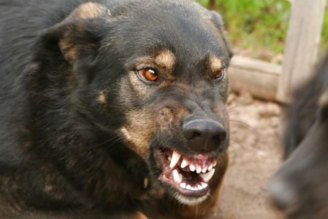 У двох громадах на Ужгородщині виявили сказ у собак