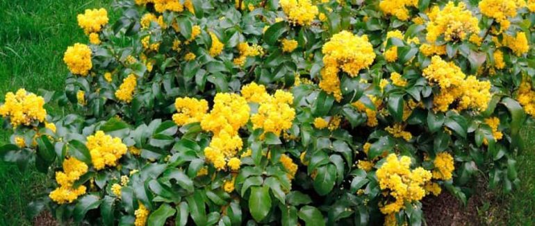 Вічнозелені рослини в ландшафтному дизайні: види та особливості використання