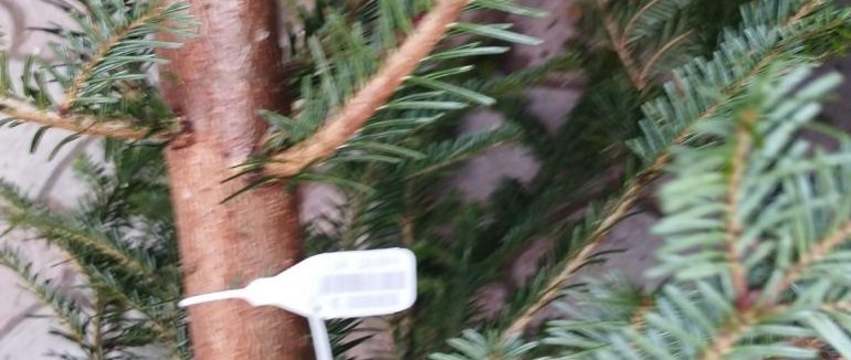 На Закарпатті посилять нагляд за продажем ялинок