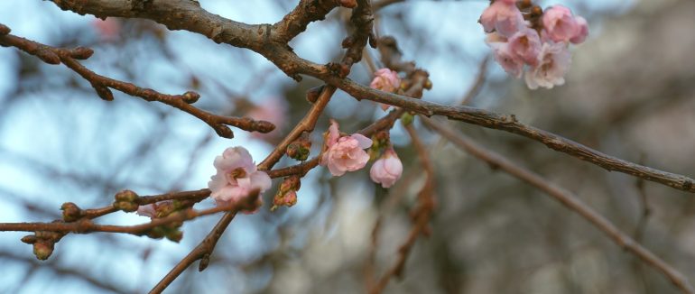 Цвіте і в мороз: «шалена» сакура у Мукачеві квітне посеред зими