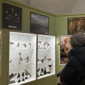 Оновлені зали: Ужгородський замок з новою фотозоною (ФОТО)