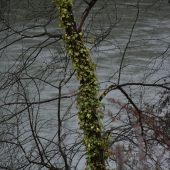 Непритомний у Тисі: прикордонники Великого Бичкова витягли з річки 26-річного айтішника (ФОТО)