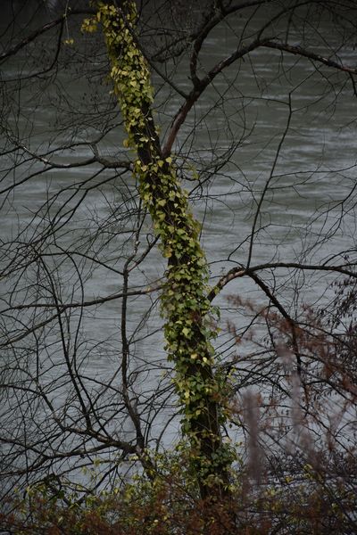 Непритомний у Тисі: прикордонники Великого Бичкова витягли з річки 26-річного айтішника (ФОТО)