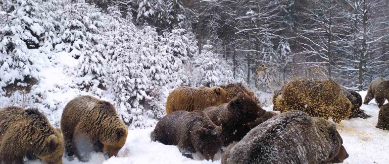 Ведмідь Балу, якого перевезли на Закарпаття з Хмельницького, наразі перебуває у карантині