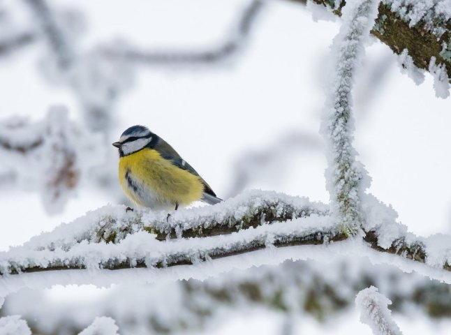 Насуваються морози: якою буде погода цього тижня