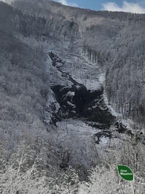 На Закарпатті масштабний зсув ґрунту: пошкоджено сотні дерев