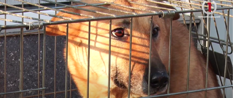 Безпритульна проблема: як і хто у Мукачеві цьогоріч вирішуватиме питання з бродячими собаками? (ВІДЕО)