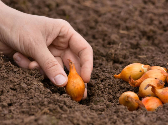 Коли садити цибулю весною: як підготувати ґрунт