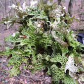 Цікава знахідка: на Рахівщині виявили цікавий вид лишайнику