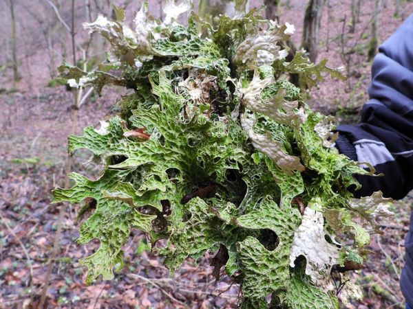 Цікава знахідка: на Рахівщині виявили цікавий вид лишайнику