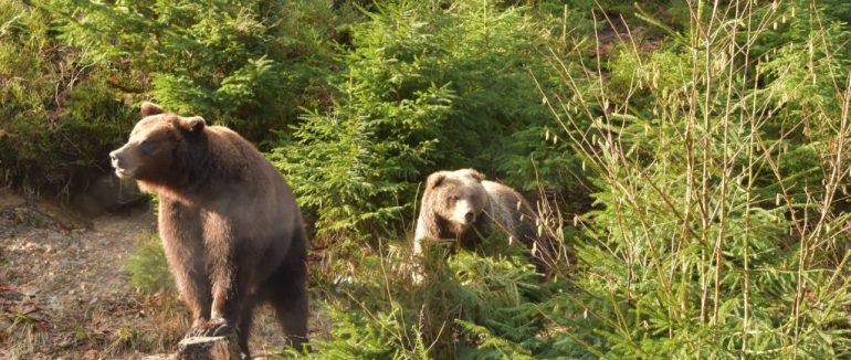 Ведмеді у нацпарку «Синевир» виходять із зимової сплячки
