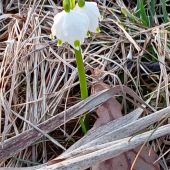 У Долині нарцисів почали розквітати першоцвіти
