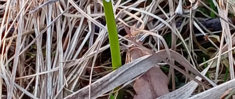 У Долині нарцисів почали розквітати першоцвіти