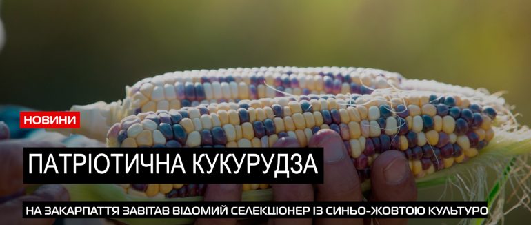 Перша у світі: синьо-жовту кукурудзу Михайло Нагорняк презентував на Закарпатті (ВІДЕО)