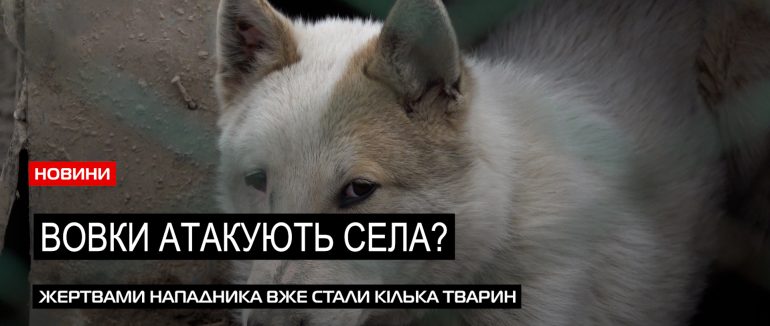 В селах Ужгородщини активізувалися вовки? (ВІДЕО)