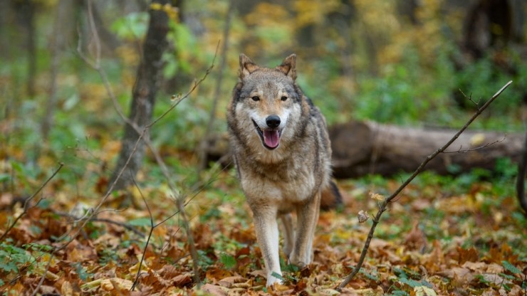 На Закарпатті вовки нападають на худобу та собак