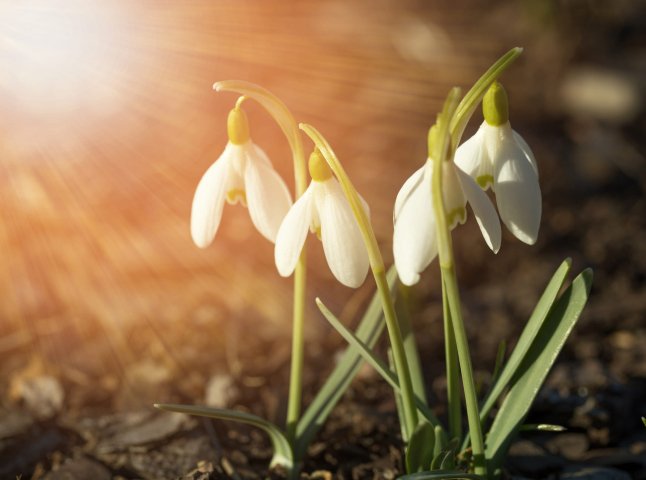 Якою буде погода цими вихідними на Закарпатті – прогноз погоди