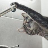 З березня у Мукачеві боржникам за воду перекриватимуть кран