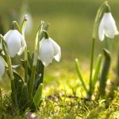 У Перечині зацвіли перші підсніжники і крокуси