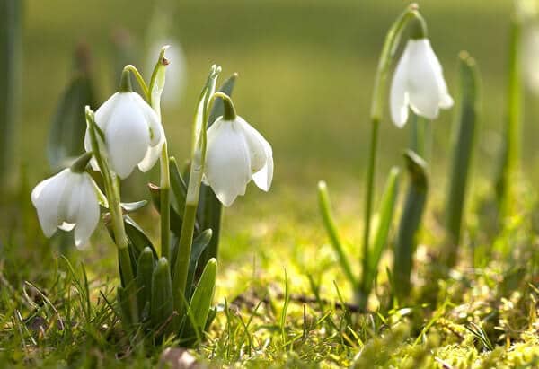 У Перечині зацвіли перші підсніжники і крокуси