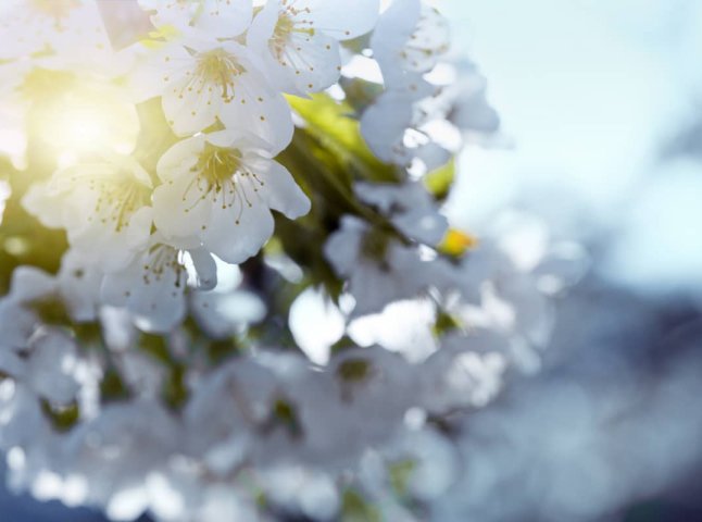 Якою буде весна 2024 року в Україні