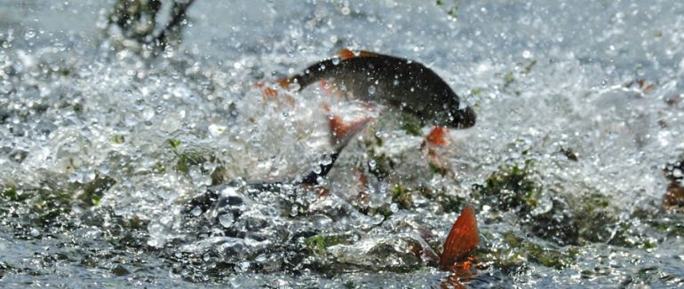 З 25 березня на Закарпатті розпочинається нерестова заборона