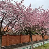 Квітковий календар на квітень: куди їхати на фотосесію