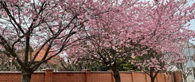 Квітковий календар на квітень: куди їхати на фотосесію